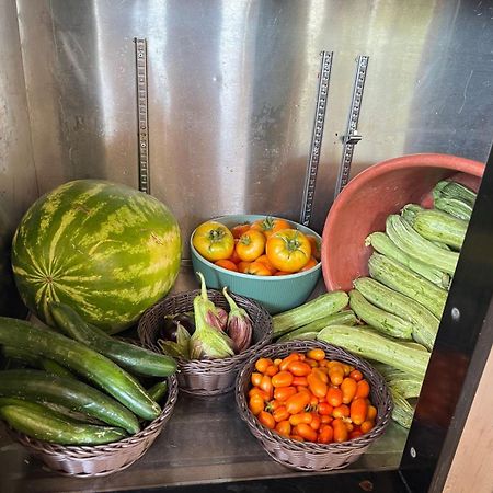 Eco Glamping With Pool Between Nafplio And Argos Exteriér fotografie